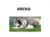 Хаски. О породе
