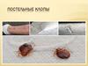 Постельные клопы
