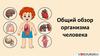Общий обзор организма человека