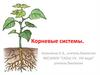 Корневые системы