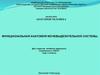 Функциональная анатомия мочевыделительной системы