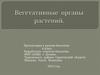 Вегетативные органы растений