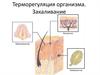 Терморегуляция организма. Закаливание