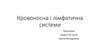 Кровоносна і лімфатична системи