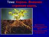 Корень. Внешнее строение корня