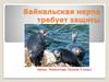 Байкальская нерпа требует защиты. 5 класс