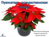 Пуансеттия - рождественская звезда