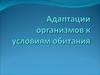 Адаптации организмов к условиям обитания