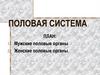 Половая система человека. Мужские и женские половые органы