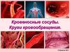 Кровеносные сосуды. Круги кровообращения