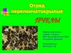 Отряд перепончатокрылые. Пчелы
