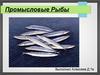 Промысловые Рыбы