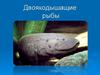 Двоякодышащие рыбы