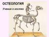 Общая остеология. Частная остеология (скелет)