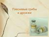 Плесневые грибы и дрожжи