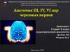 Анатомия III, IV, VI пар черепных нервов