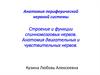 Строение и функции спинномозговых нервов. Анатомия двигательных и чувствительных нервов