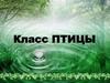 Класс птицы