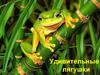 Удивительные лягушки