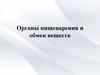 Органы пищеварения и обмен веществ