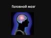 Головной мозг