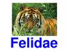 Felidae. Lion
