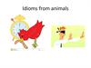 Idioms from animals