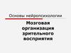 Мозговая организация зрительного восприятия