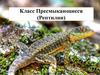 Класс Пресмыкающиеся (Рептилии)