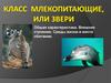Класс Млекопитающие, или Звери. Общая характеристика. Внешнее строение. Среды жизни и места обитания