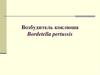 Возбудитель коклюша Bordetella pertussis
