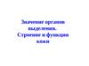 Значение органов выделения. Строение и функции кожи