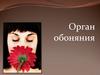 Орган обоняния