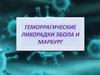 Геморрагические лихорадки Эбола и Маргбург