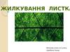 Жилкування листка. Функції жилок
