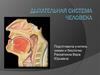 Дыхательная система человека. Эволюция органов дыхания