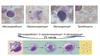 Мегакариобласт, промегакариоцит, мегакариоцит, тромбоциты
