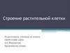 Строение растительной клетки