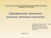 Карнификация: механизмы развития, значение в патологии