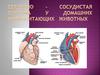 Сердечно-сосудистая система у домашних млекопитающих животных