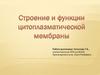 Строение и функции цитоплазматической мембраны