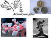 Актиномицеты (actinomycetes)