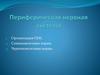 Периферическая нервная система