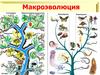 Макроэволюция. Видообразование