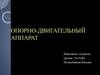 Опорно-двигательный аппарат. (костная и мышечная системы)