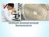 Селекция микроорганизмов. Биотехнология