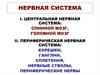 Нервная система