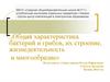 Общая характеристика бактерий и грибов, их строение, жизнедеятельность и многообразие