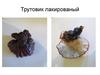 Трутовик лакированный