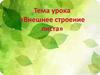 Внешнее строение листа. 6 класс